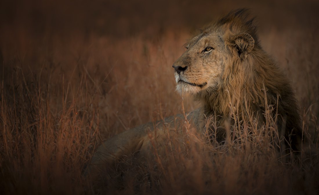 singita-lebombo-wildlife.jpg