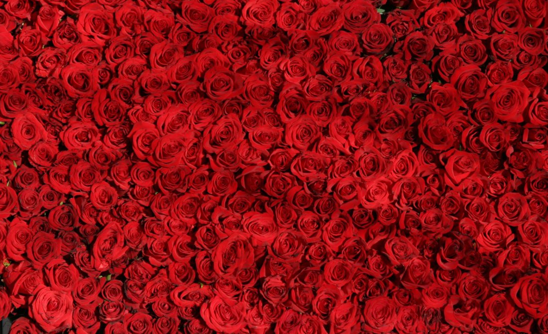 background-roses-rouges-1560x1040.jpg