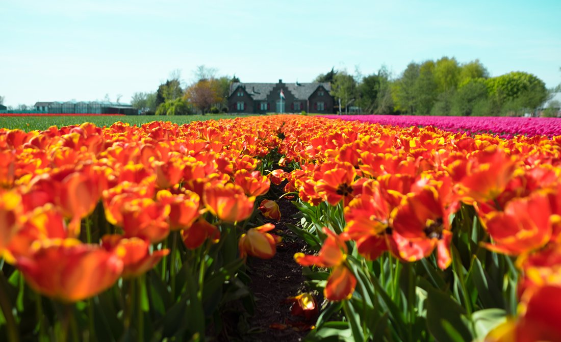 helicopter-tour-dutch-tulip-garden.jpg