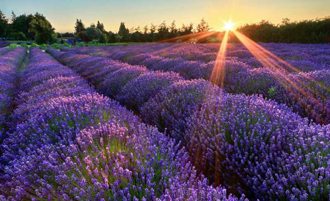 Lavandula