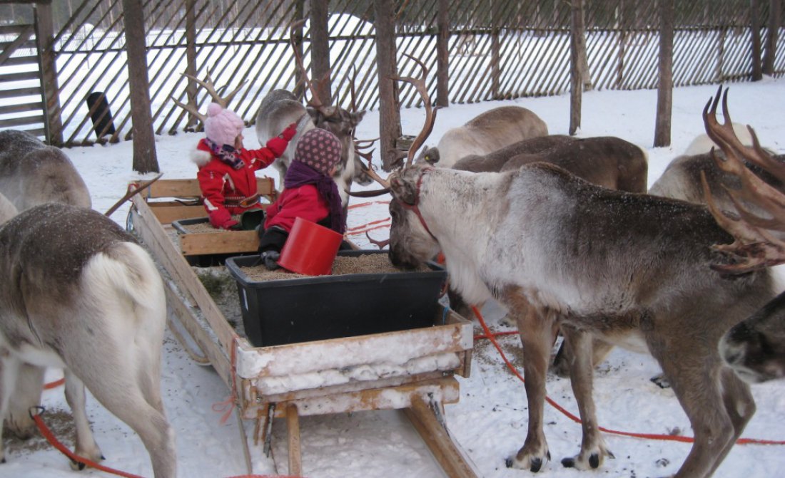 reindeer-feeding.jpg