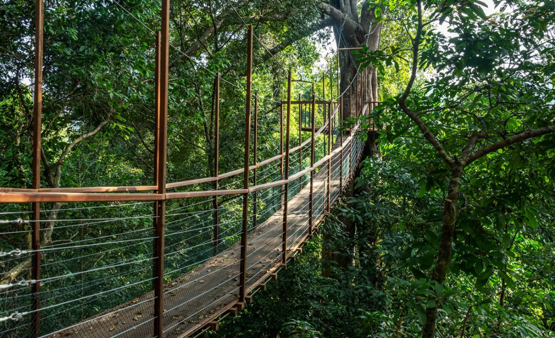 the-datai-langkawi-canopy-walk.jpg