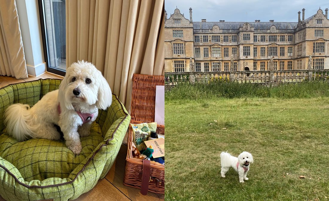Pixie Chewton Glen Luxury Pet Stay 1