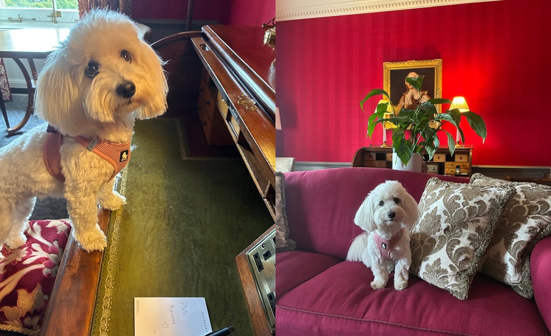 pet-friendly-luxury-hotel-stay-at-cliveden-house-berkshire-1.jpg