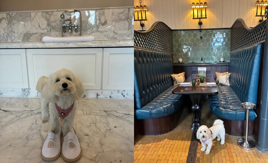 pet-friendly-luxury-hotel-stay-at-cliveden-house-berkshire-2.jpg