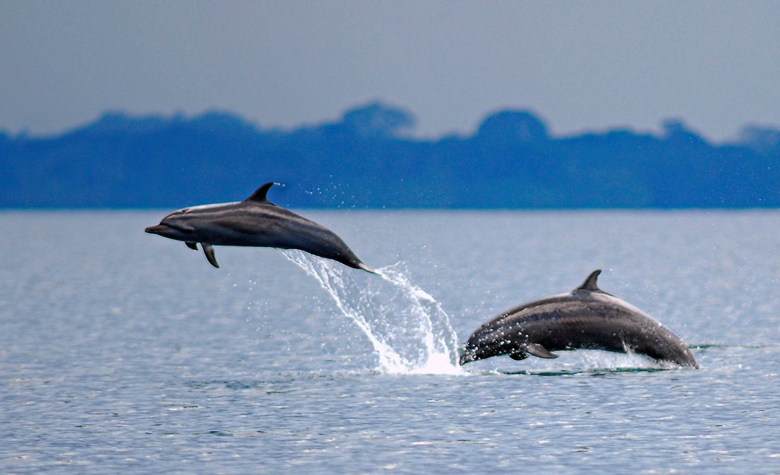 Dolphin Golfo Dulce Large