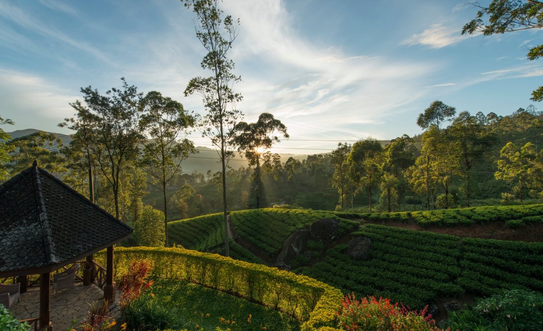Ceylon Tea Fields 25